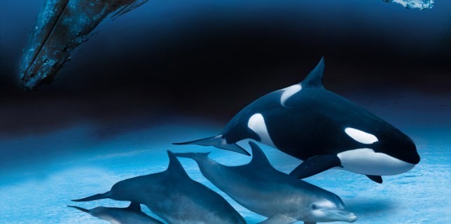 ballenas y delfines